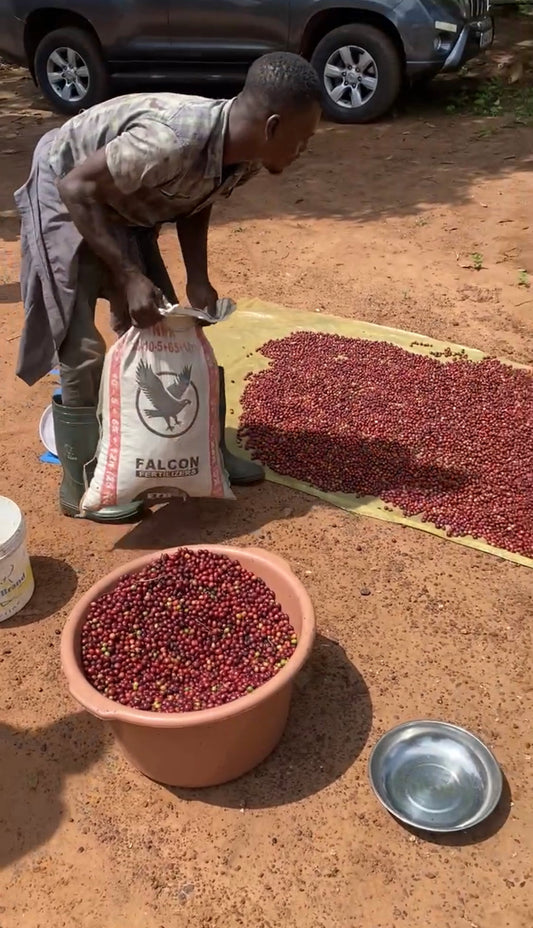 From Seed to Sip: Vital Pressed x Asili Coffee